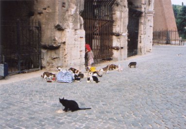 gattidiroma