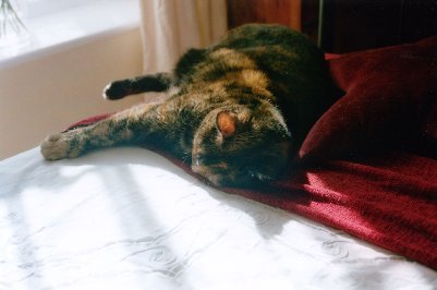 sleeping_sunbeam
